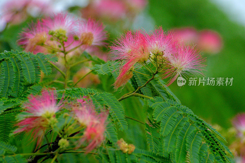 合欢/丝树花:蓬松，粉红色，粉扑花头